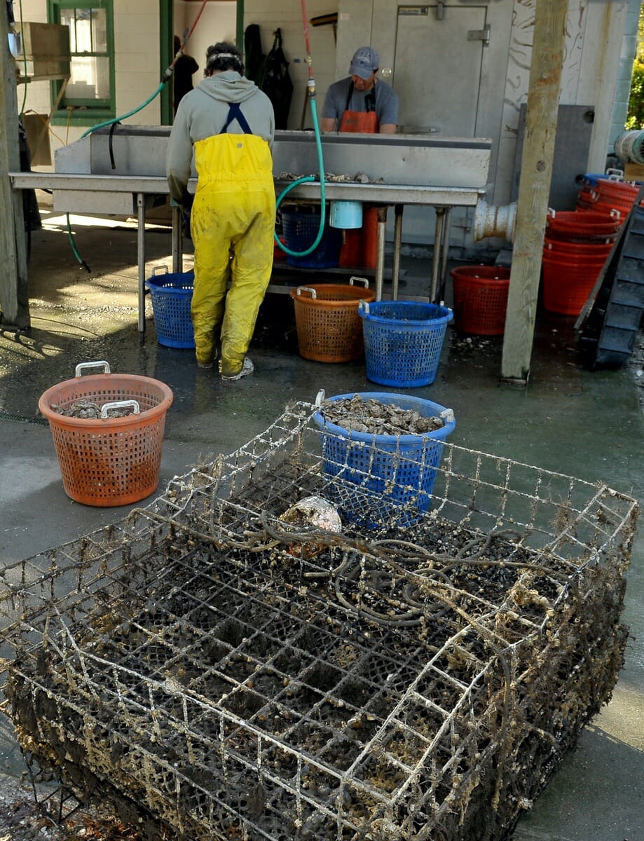 Single oysters are harvested from sacks within the floating cages seen in the foreground. It’s backbreaking work for oystermen, who trudge through knee-deep pluff mud to harvest mud-caked clusters.