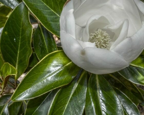 Photo by Dianne Appell.