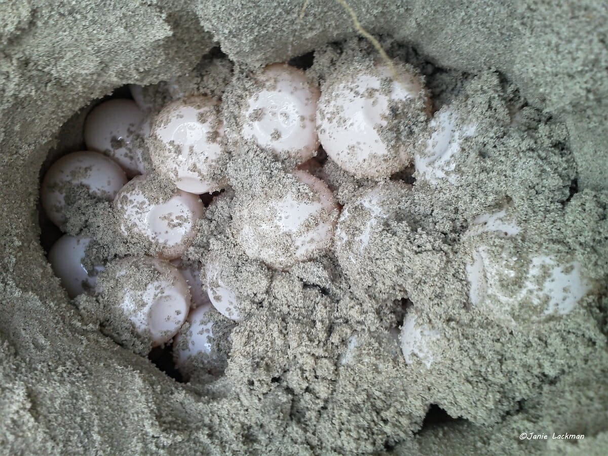 A nest can contain up to 120 loggerhead sea turtle eggs.