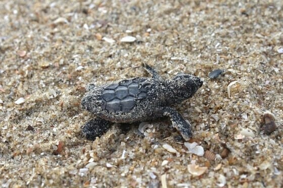 A baby turtle makes its way into the Atlantic Ocean. 