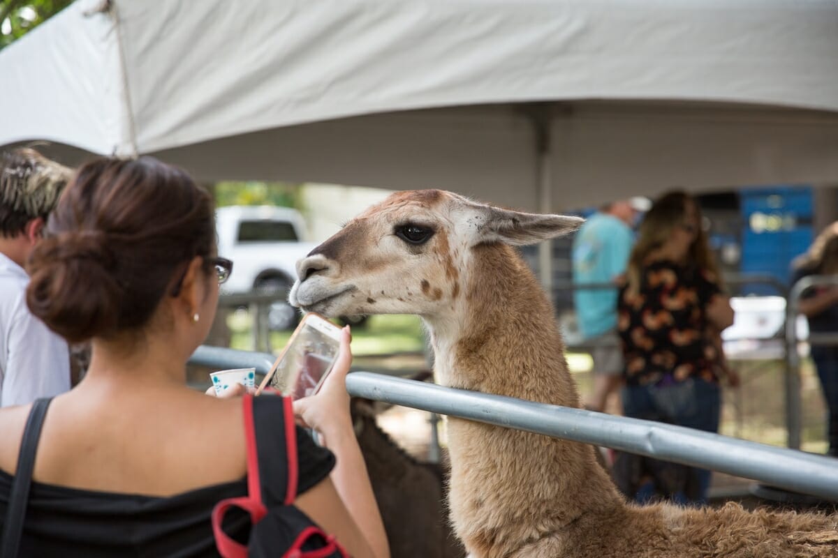 A festival-goer takes a photo of one of the animals in the petting zoo. Photo by SK Signs & Designs.