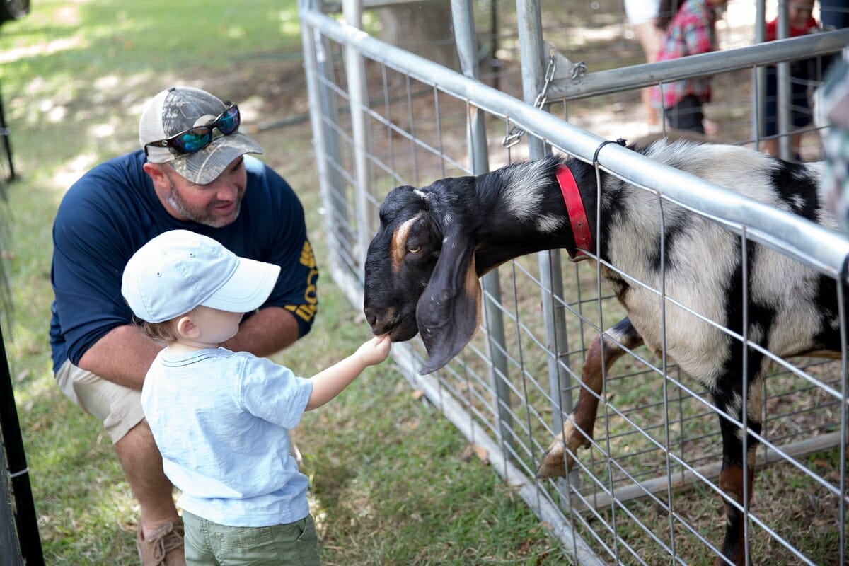 A little boy checks out one of the animals in the petting zoo at the 9th Annual Habersham Harvest Festival. 