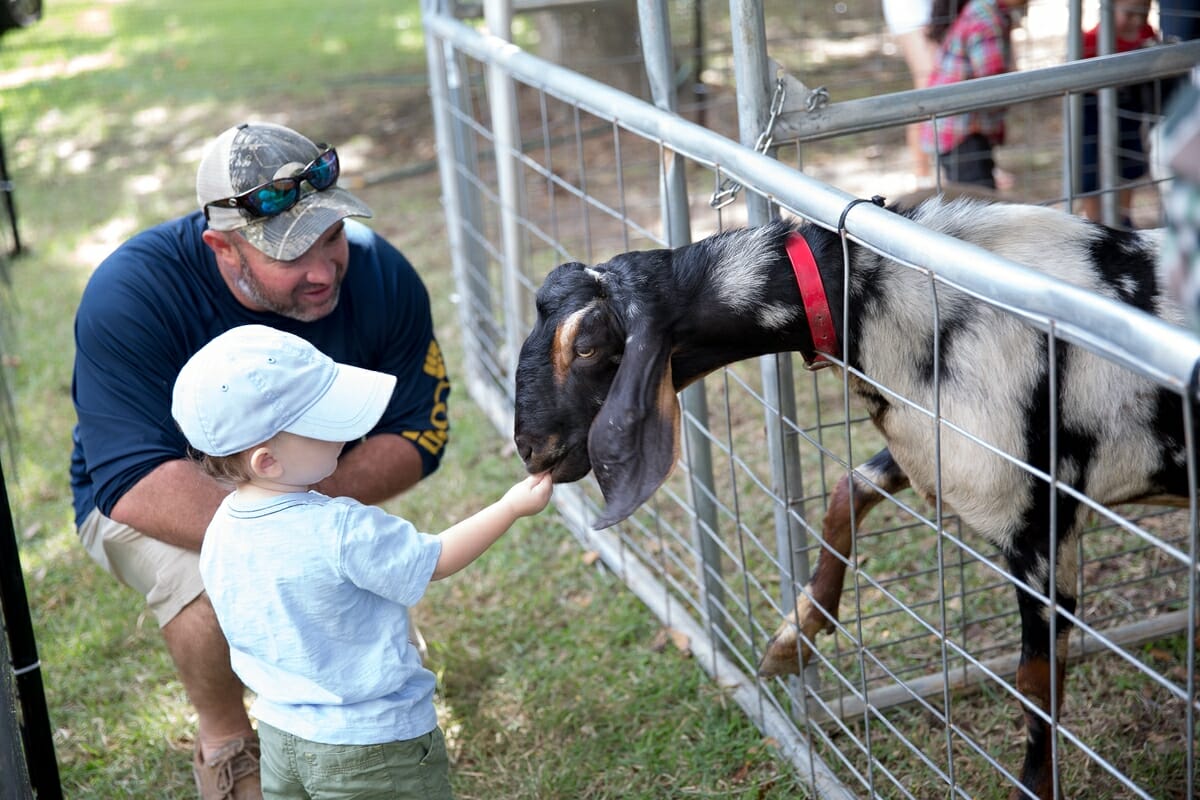 A little boy checks out one of the animals in the petting zoo at the 9th Annual Habersham Harvest Festival.