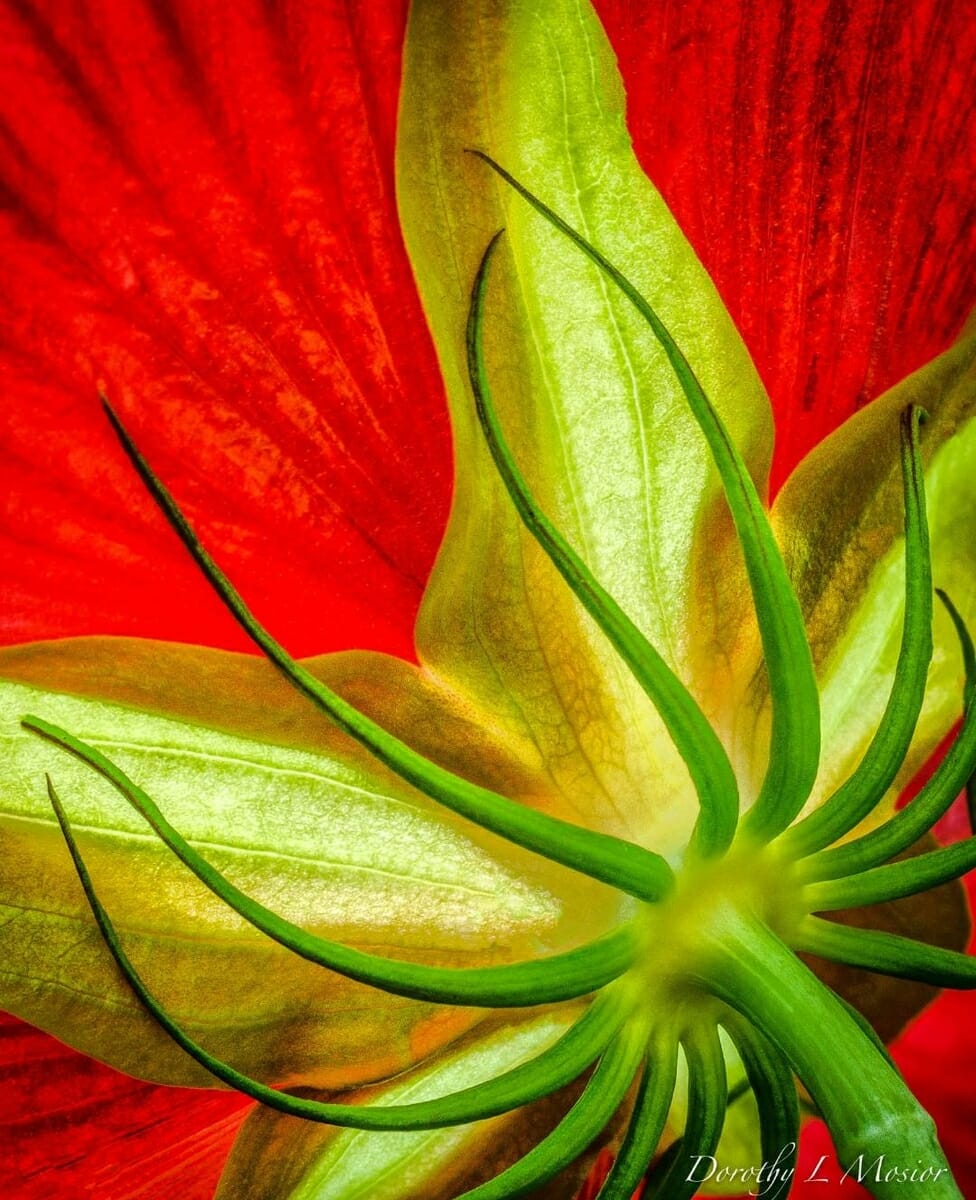 “Swamp Hibiscus” by Dorothy Mosior